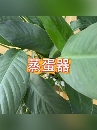 迷你蒸蛋 #早餐 #便捷烹饪 #早餐 #宿舍 #蒸蛋
