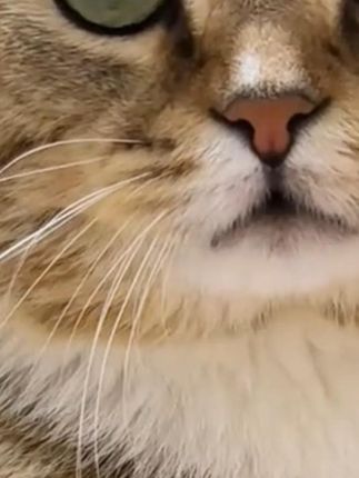 俏贝丽宠物免洗手套猫咪狗狗洗澡清洁去污免洗湿巾宠物手套洗猫#免洗手套 #萌宠好物 #猫狗通用 #猫咪