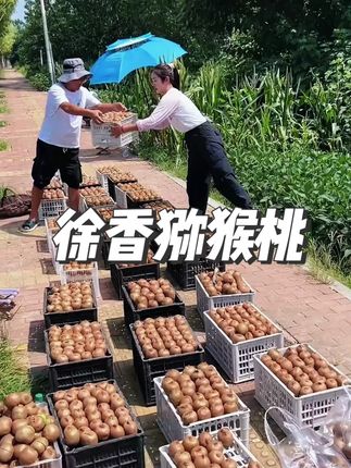 陕西周至亚特猕猴桃当季头茬绿心猕猴桃奇异果新鲜采摘酸甜爽口#新鲜应季水果 #徐香猕猴桃 #优质农产品 #新鲜采摘 #脆甜多汁 2