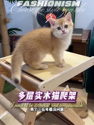这个不用安装的猫抓板,简直是太友好啦 #猫玩具 #猫抓板 #猫爬架