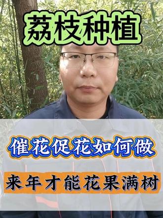 荔枝催花促花如何做,来年花多果果产量高#荔枝种植 #荔枝管理 #荔枝 #花芽分化