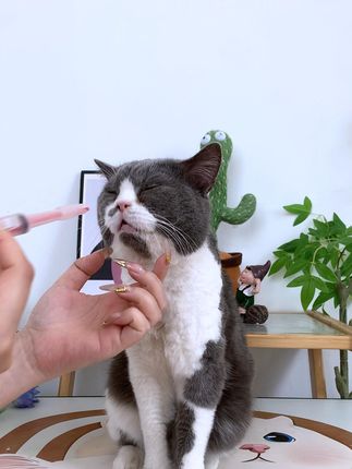 猫咪怎么喂药,试试这喂药器吧,一键发射,喂药喂水都很方便#萌宠好物#猫咪#猫咪喂药