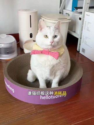 圆形猫抓板窝耐磨猫窝一体猫咪抓盆大号抓耐抓小猫咪养宠用品装备#猫抓板窝 #猫咪用品 #圆形猫窝 #耐磨猫窝 #养宠装备