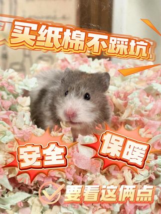 冬天买纸棉就看准这两点—保暖&安全 #金丝熊 #养鼠日常分享 #金丝熊保暖过冬纸棉 #仓鼠🐹 #仓鼠宝宝的日常