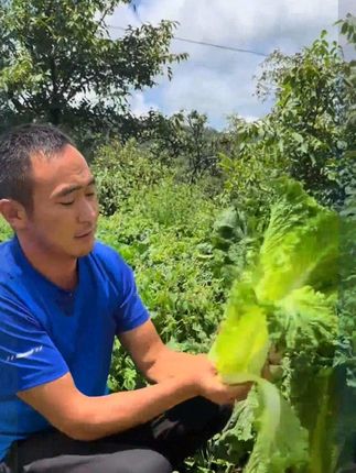 顺丰包邮云南高山青麻叶白菜青口白菜绿叶菜新鲜蔬菜现摘现发5斤 #白菜青口白菜蔬菜# 新鲜采摘 #新鲜蔬菜