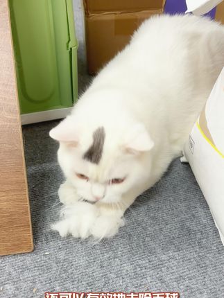 被频繁吐毛困扰的铲屎官赶紧入手吧! #济宠轩排毛粉 #新手养猫 #萌宠好物 #猫咪呕吐
