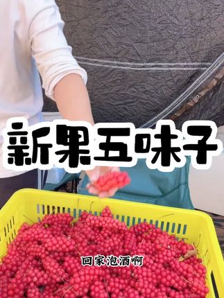 2025年东北长白山北五味子鲜果现挑现折不好吃 #草本植物 #好物分享 #北五味子 #好吃不贵经济实惠 #热点宝