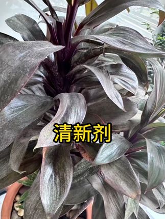 #空气清新剂 #除味剂 #清新剂 #除异味