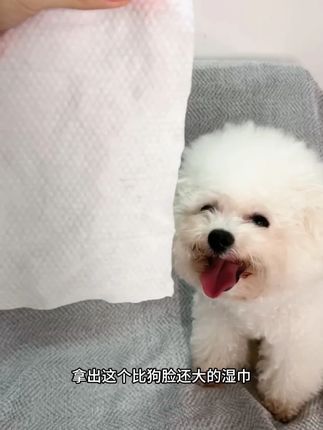 毛孩子也能用的手口湿巾,萌宠家庭必备! #狗狗的日常 #毛孩子 #萌宠 #湿巾 #可心柔