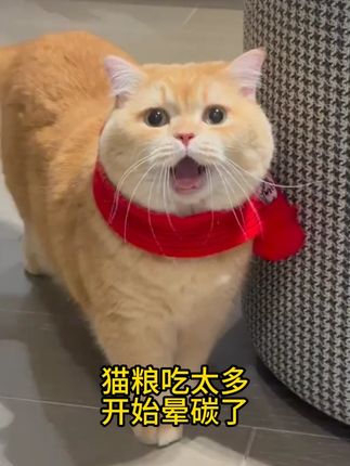 猫粮吃太多,开始晕碳了 #猫猫 #可爱 #便携猫粮