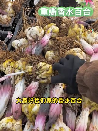 带盆栽好重瓣百合花种球带根芽浓香型庭院阳台花卉养死包赔 #百合种球 #重瓣百合