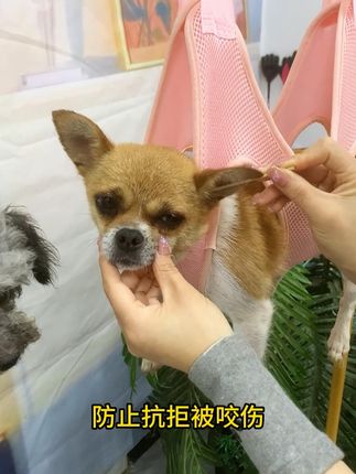 原本想着把它挂起来吓吓它,没想到挂起来修毛剪指甲也变简单了!#狗狗 #宠物吊床 #宠物吊床剪指甲 #吊床
