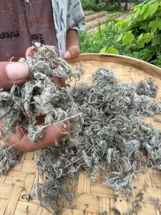 茵陈,知道可以干嘛用的吗? #植物科普 #潮汕人 #潮汕话 #你见过这种植物吗 #三农