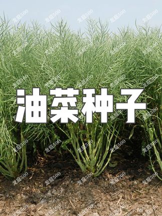 龙庭500油菜种籽铁杆抗倒大颗型优质高产油菜种子高出油率 #油菜种子 #油菜籽 #高产油菜种籽 #优质油菜种籽 #高产油菜籽