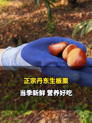 新鲜板栗,糖炒后真的很好吃#糖炒栗子