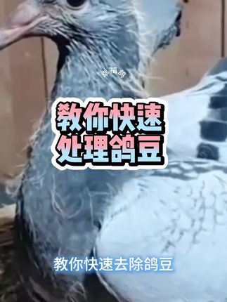 鸽子长豆试试这样#信鸽赛鸽 #养鸽人 #养殖 #鸟类 @抖音创作小助手