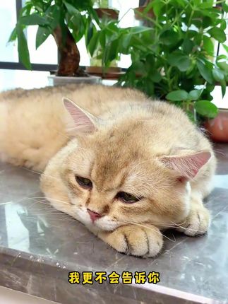 猫咪每天舔毛几百次,毛发都去哪了?#新手养猫 #猫咪吐毛 #萌宠好物 #小壳 #猫草pro冻干