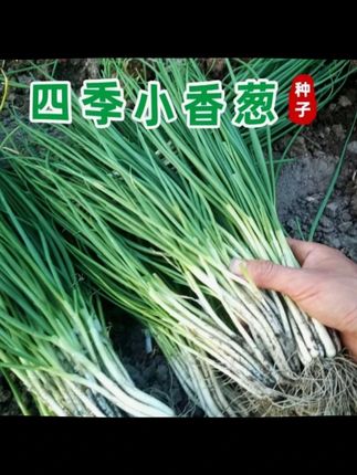 种花种草不如种上这款小香葱,落地生根见水发芽,一粒种子就能种出一大把葱,阳台花盆都可以种植 #蔬菜种子 #小香葱