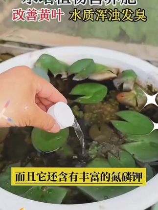 #水培植物 ,#花卉绿植 北施水培植物专用营养液观音竹富贵竹郁金香铜钱草通用型