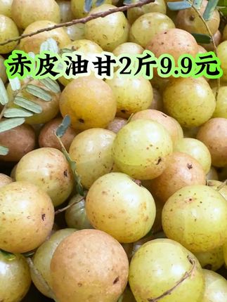 潮汕赤皮油甘2斤9.9元 #油甘 #赤皮油甘