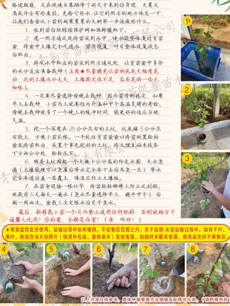 (不包活千万看好)各品种葡萄苗原盆原土带叶子包对版 包运损 (不包活千万看好)原盆原土带叶子 包对版 包运损 青岛大泽山发货 #葡萄种植 #葡萄苗 #葡萄苗木 #阳台种植 #葡萄苗种植