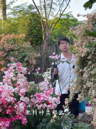 三角梅四季开花不断方法很简单,每隔十天左右撒一次三元复合肥, 三角梅四季开花不断方法很简单,每隔十天左右撒一次三元复合肥,特别是在九十月份爆花期,充足的营养是开花的主要因素,关键是持续使用可以让植物壮根状苗,让植物耐寒性增强好过冬#三角梅 #施肥 #三元复合肥 #养花小技巧三角梅四季开花不断方法很简单,每隔十天左右撒一次三元复合肥,特别是在九十月份爆花期,充足的营养是开花的主要因素,关键是持续使用可以让植物壮根状苗,让植物耐寒性增强好过冬#三角梅 #施肥 #三元复合肥 #养花小技巧