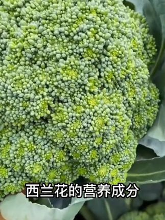 西兰花种籽西兰花种子苗曼陀绿青花菜四季种籽菜花籽子优秀西兰花 #绿色蔬菜 #好吃不贵经济实惠 #口感特别好 #爱生活爱美食 #西兰花