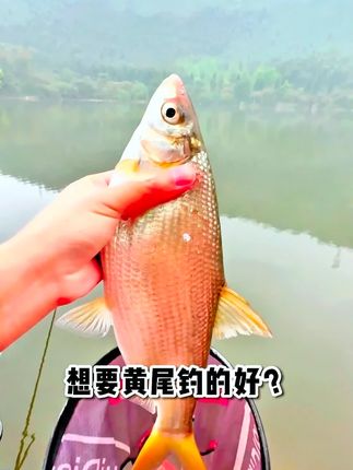 大黄尾专用饵料配方,水库江河狂拉大黄尾 #钓鱼 #饵料 #黄尾 #鲴鱼饵料 #鱼饵