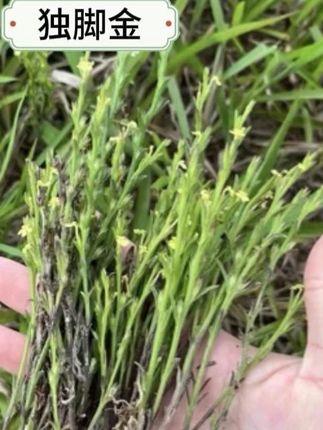 独脚金 根茎叶10克 20克 50克起拍 #独脚金 #根茎叶 #大自然的馈赠 #好货分享