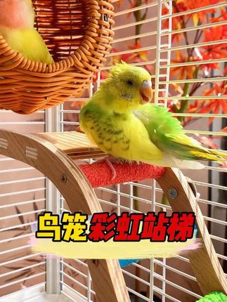 鹦鹉爬梯一定要选好,这个彩虹的设计鹦鹉更喜欢还能磨爪解闷,方便实用#彩虹爬梯 -28