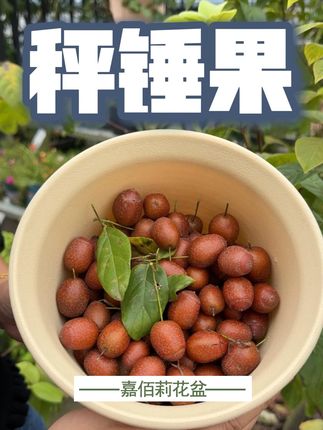 快来看!摘果了!花友们说说秤锤果能做什么用? #热点 #果树 #盆栽果树 #秤锤树 #果树花盆