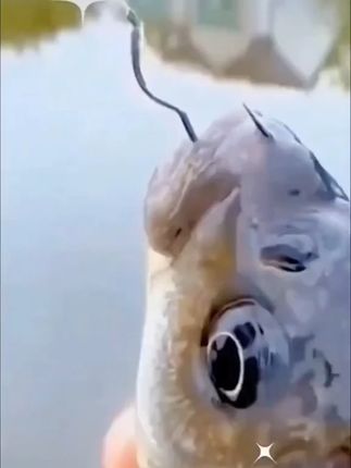 翻转鱼钩子线 无论钓鲫鱼还是鲤鱼,只要咬钩就跑不掉,它在钩柄上多了一个弯,咬钩后就会自动翻转刺鱼,越挣扎越牢固#子线双钩 #钓鱼技巧 #钓鱼