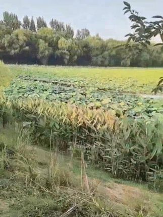给宝贝安排了这款  #婴儿摇摇椅  宝宝舒心,解放爸爸妈妈双手,带娃哄娃更轻松  #摇摇椅#母婴好#  哄娃神器@DOU+小助手@巨量千川     #给宝贝安排了这款#  宝宝舒心解放爸爸妈妈双手  #摇摇椅