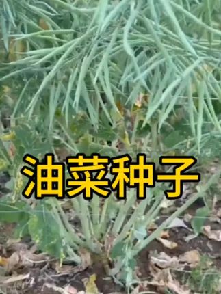 四川油菜种子南马1573实心矮杆抗倒伏黑油菜籽优质耐寒高产高 四川油菜种子南马1573实心矮杆抗倒伏黑油菜籽优质耐寒高产高出油