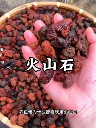 云南腾冲火山石颗粒多肉花卉拌土兰花铺面鱼缸底沙滤材铺面石#鱼儿自由自在的水中游 #云南腾冲火山 #云南腾冲火山石