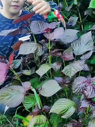 紫苏全身都是宝,叶可食,茎杆可用,紫苏籽可榨油 #紫苏 #在家种菜