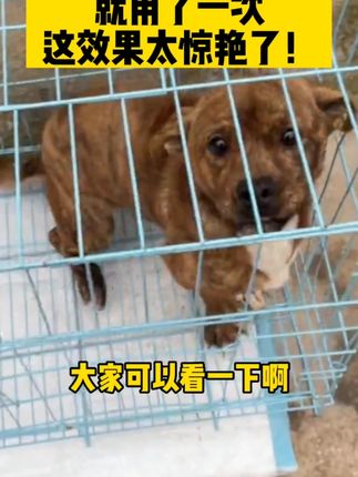 狗狗的身体上会有很多虫子 阿文告诉你别少了驱虫#郝劭文推荐#宠物体外驱虫