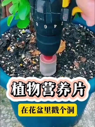 植物花卉经常黄叶不生长不开花,那是植物缺少养分,用这个营养片 #养花小知识X