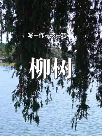 写作技巧—柳树 #柳树 #写作技巧 #作文