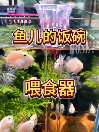 观赏鱼喂食管怎么用?鱼粮不会乱飘,还增加了喂食的乐趣! #养鱼日记 #观赏鱼 #喂食管