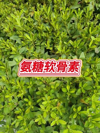 #氨糖软骨素 #好物推荐 #好物分享