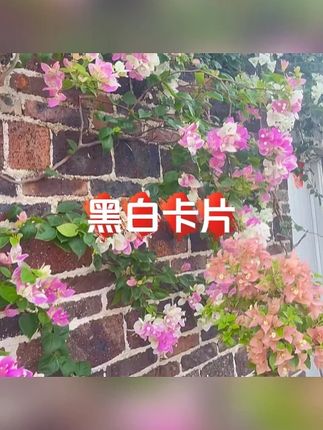 黑白卡片新生婴儿早教视觉卡0到3个月宝宝追视益智 QM#早教启蒙 #认知卡 #早教卡 #宝宝好物 #婴儿用品