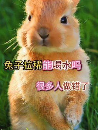 兔子拉稀能喝水吗 #兔子 #新手养兔 #兔子拉稀 #兔子生病 #科学养宠攻略