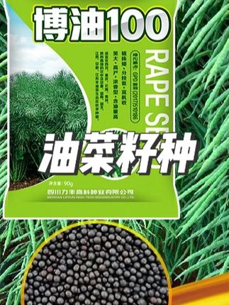 一代杂交高品质油菜籽种出油多博油100-90g/袋 #油菜籽种 #油菜籽种子 #油菜籽种植基地 #油菜籽种植 #油菜籽种植季节