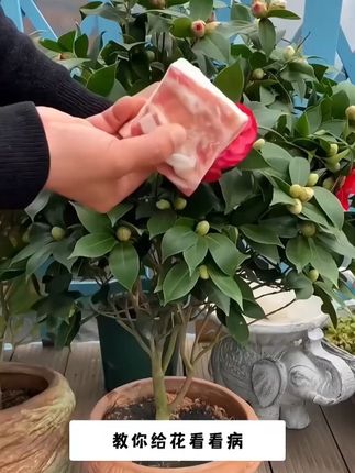 抢!【9·8/24支】植物再生剂复活液花卉绿植盆栽通用光杆发