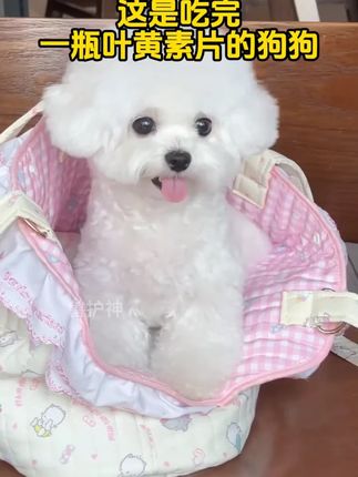 毛孩子了眼睛要从小养护,这样才能陪伴更长久#新手养猫 #宠物叶黄素 #科学养宠攻略