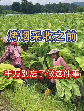 烤烟采收之前,一定要做好这件事 #烤烟种植技术与管理 #烤烟种植 #烤烟 #烟草种植 #农业种植
