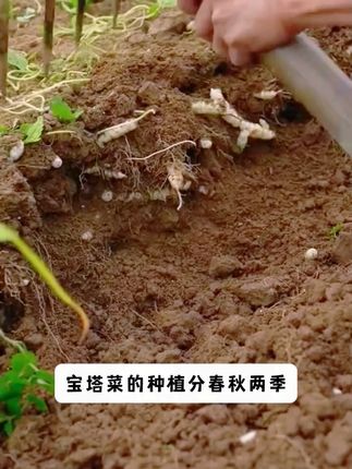 这个神奇的蔬菜你吃过吗 室内室外有块空地花盆,你也种上吧!#宝塔菜 #宝塔螺丝菜 #地蚕草 #地环菜