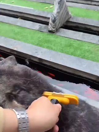 Surepet-狗狗猫咪脱毛专用梳子去浮毛神器长毛短毛猫狗通 #狗狗猫咪 #脱毛专用 #梳子 #去浮毛 #神器