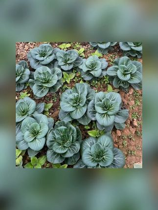 【黑大头苏州青种子】适合庭院阳台种植的青菜种子耐热耐寒四季种植#苏州青种子 #青菜种子 #庭院种子 #四季种子 #耐热种子